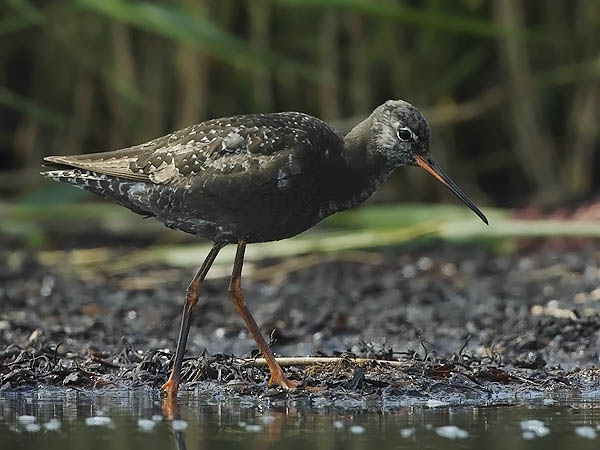Mustaviklo, Spotted Redshank, Tringa erythropus